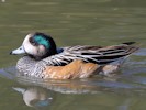 Chiloe Wigeon (WWT Slimbridge 08/09/12) ©Nigel Key