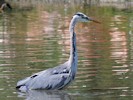 Heron (WWT Slimbridge 08/09/12) ©Nigel Key