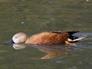 Red Shoveler (WWT Slimbridge September 2012) - pic by Nigel Key