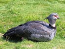 Crested Screamer (WWT Slimbridge 08/09/12) ©Nigel Key