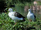 Andean Goose (WWT Slimbridge 08/09/12) ©Nigel Key