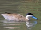 Puna Teal (WWT Slimbridge 08/09/12) ©Nigel Key