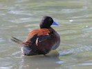 Argentinian Ruddy Duck (WWT Slimbridge 08/09/12) ©Nigel Key