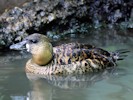 White-Backed Duck (WWT Slimbridge September 2012) - pic by Nigel Key