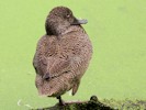 Freckled Duck (WWT Slimbridge 08/09/12) ©Nigel Key