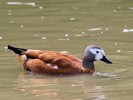 South African Shelduck (WWT Slimbridge 08/09/12) ©Nigel Key