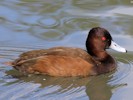 Southern Pochard (WWT Slimbridge 08/09/12) ©Nigel Key