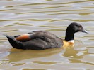 Australian Shelduck (WWT Slimbridge 08/09/12) ©Nigel Key