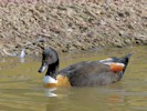 Australian Shelduck (WWT Slimbridge 08/09/12) ©Nigel Key