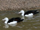 Radjah Shelduck (WWT Slimbridge September 2012) - pic by Nigel Key