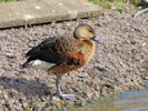 Wandering Whistling Duck (WWT Slimbridge 08/09/12) ©Nigel Key