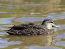 Australian Black Duck (WWT Slimbridge 08/09/12) ©Nigel Key