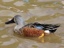 Australian Shoveler (WWT Slimbridge 08/09/12) ©Nigel Key