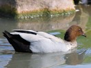 Australian Wood Duck (WWT Slimbridge 08/09/12) ©Nigel Key