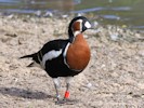 Red-Breasted Goose (WWT Slimbridge September 2012) - pic by Nigel Key