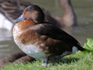 Baer's Pochard (WWT Slimbridge 08/09/12) ©Nigel Key