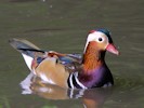 Mandarin (WWT Slimbridge 08/09/12) ©Nigel Key