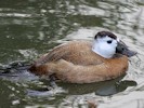 White-Headed Duck (WWT Slimbridge 08/09/12) ©Nigel Key