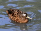 Laysan Duck (WWT Slimbridge 08/09/12) ©Nigel Key