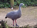 Cape Barren Goose (WWT Slimbridge 08/09/12) ©Nigel Key