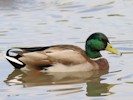 Mallard (WWT Slimbridge 08/09/12) ©Nigel Key