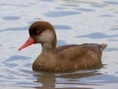 Red-Crested Pochard (WWT Slimbridge 08/09/12) ©Nigel Key