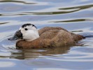 White-Headed Duck (WWT Slimbridge 08/09/12) ©Nigel Key