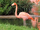 American Flamingo (WWT Slimbridge 08/09/12) ©Nigel Key