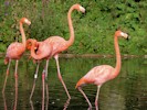 American Flamingo (WWT Slimbridge 08/09/12) ©Nigel Key