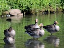 Greylag Goose (WWT Slimbridge September 2012) - pic by Nigel Key
