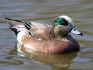 American Wigeon (WWT Slimbridge 24/03/12) ©Nigel Key