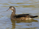 American Wood Duck (WWT Slimbridge 24/03/12) ©Nigel Key