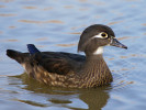 American Wood Duck (WWT Slimbridge 24/03/12) ©Nigel Key