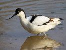 Avocet (WWT Slimbridge 24/03/12) ©Nigel Key