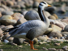 Bar-Headed Goose (WWT Slimbridge 24/03/12) ©Nigel Key