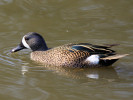 Blue-Winged Teal (WWT Slimbridge 24/03/12) ©Nigel Key