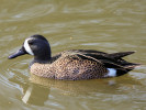 Blue-Winged Teal (WWT Slimbridge 24/03/12) ©Nigel Key