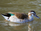 Brazilian Teal (WWT Slimbridge 24/03/12) ©Nigel Key