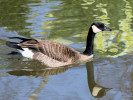 Canada Goose (WWT Slimbridge 24/03/12) ©Nigel Key