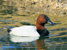 Canvasback (WWT Slimbridge 24/03/12) ©Nigel Key