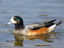 Chiloe Wigeon (WWT Slimbridge 24/03/12) ©Nigel Key