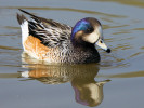 Chiloe Wigeon (WWT Slimbridge 24/03/12) ©Nigel Key