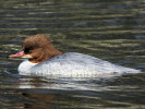 Merganser (WWT Slimbridge 24/03/12) ©Nigel Key