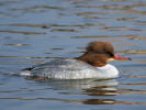 Merganser (WWT Slimbridge 24/03/12) ©Nigel Key