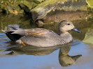 Gadwall (WWT Slimbridge 24/03/12) ©Nigel Key