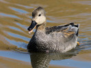 Gadwall (WWT Slimbridge 24/03/12) ©Nigel Key