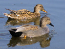 Gadwall (WWT Slimbridge 24/03/12) ©Nigel Key