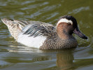 Garganey (WWT Slimbridge 24/03/12) ©Nigel Key