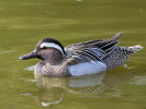 Garganey (WWT Slimbridge 24/03/12) ©Nigel Key