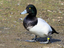 Greater Scaup (WWT Slimbridge 24/03/12) ©Nigel Key